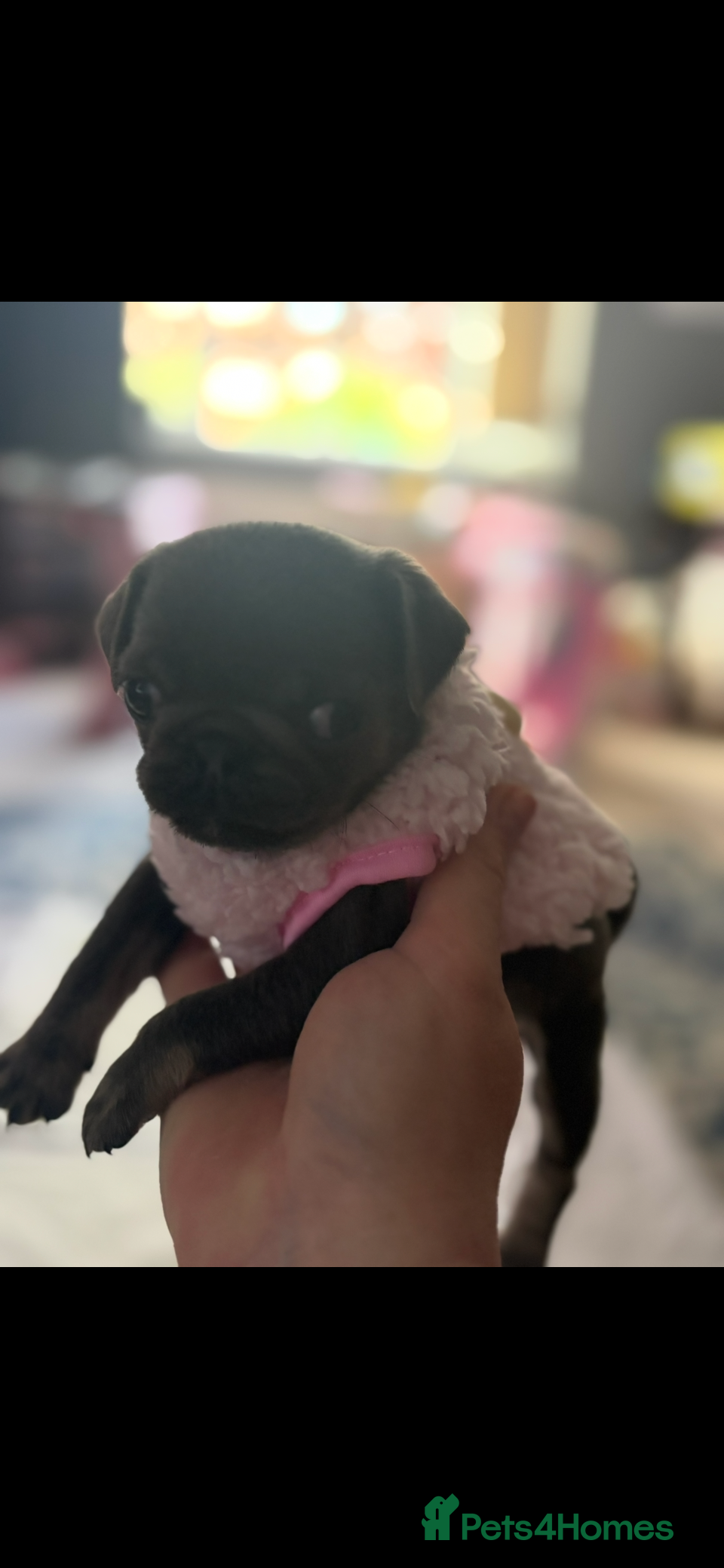 Pug dogs Champion blood line pups  - Advert 1