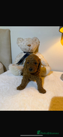 Cavapoo dogs beautiful cavapoo puppies ready to leave soon❤️ - Advert 3