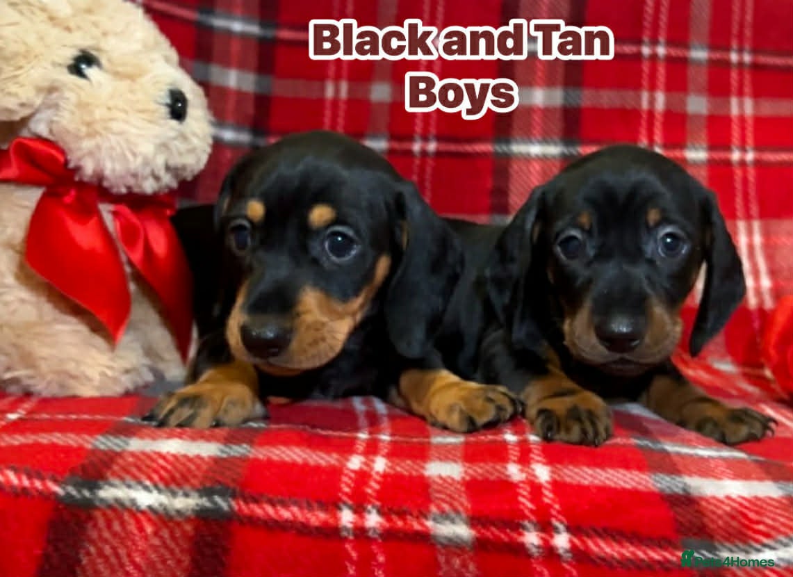 Dachshund dogs Miniature Dachshund Puppies ready to leave - Advert 2