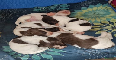 English Springer Spaniel dogs - Advert 2