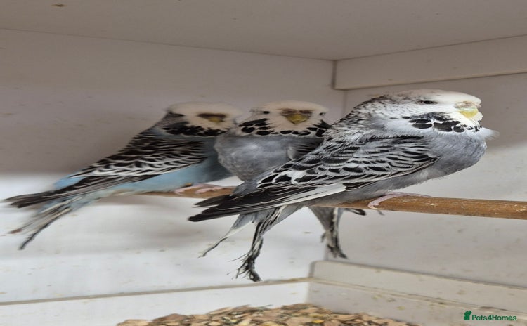 Budgerigars birds - Advert 3