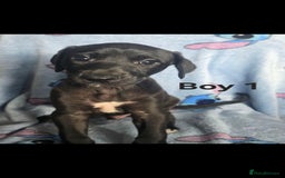 Mixed Breed dogs for sale: 💥 Saluki Bull Grey Puppies 💥 - Image 1