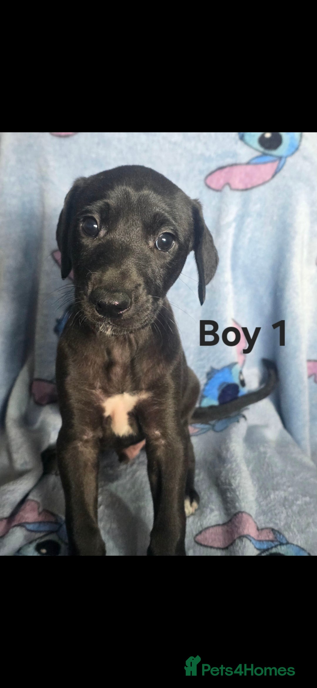 Mixed Breed dogs for sale: 💥 Saluki Bull Grey Puppies 💥 - Image 1