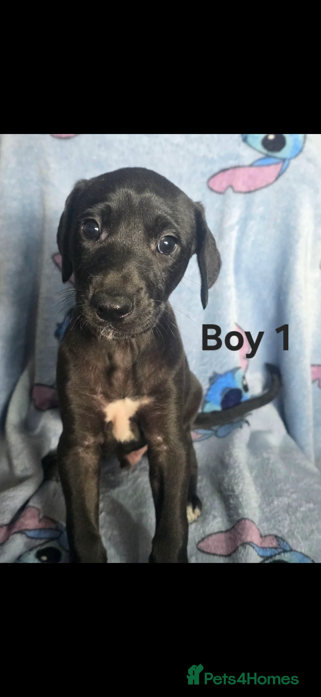 Mixed Breed dogs for sale: 💥 Saluki Bull Grey Puppies 💥 - Advert 1
