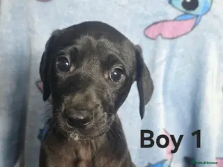 Mixed Breed dogs 💥 Saluki Bull Grey Puppies 💥 - Advert 4