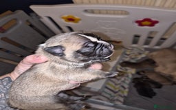 Mixed Breed dogs for sale:  Female Hybrid Bulldog Pups - Image 9