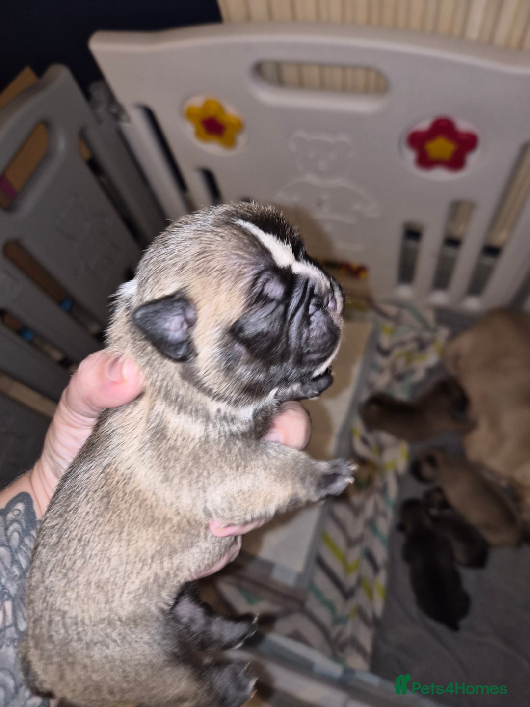 Mixed Breed dogs for sale:  Female Hybrid Bulldog Pups - Image 9