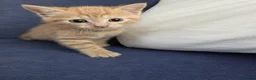 Domestic Shorthair cats for sale: Only one kittens  - Advert 5