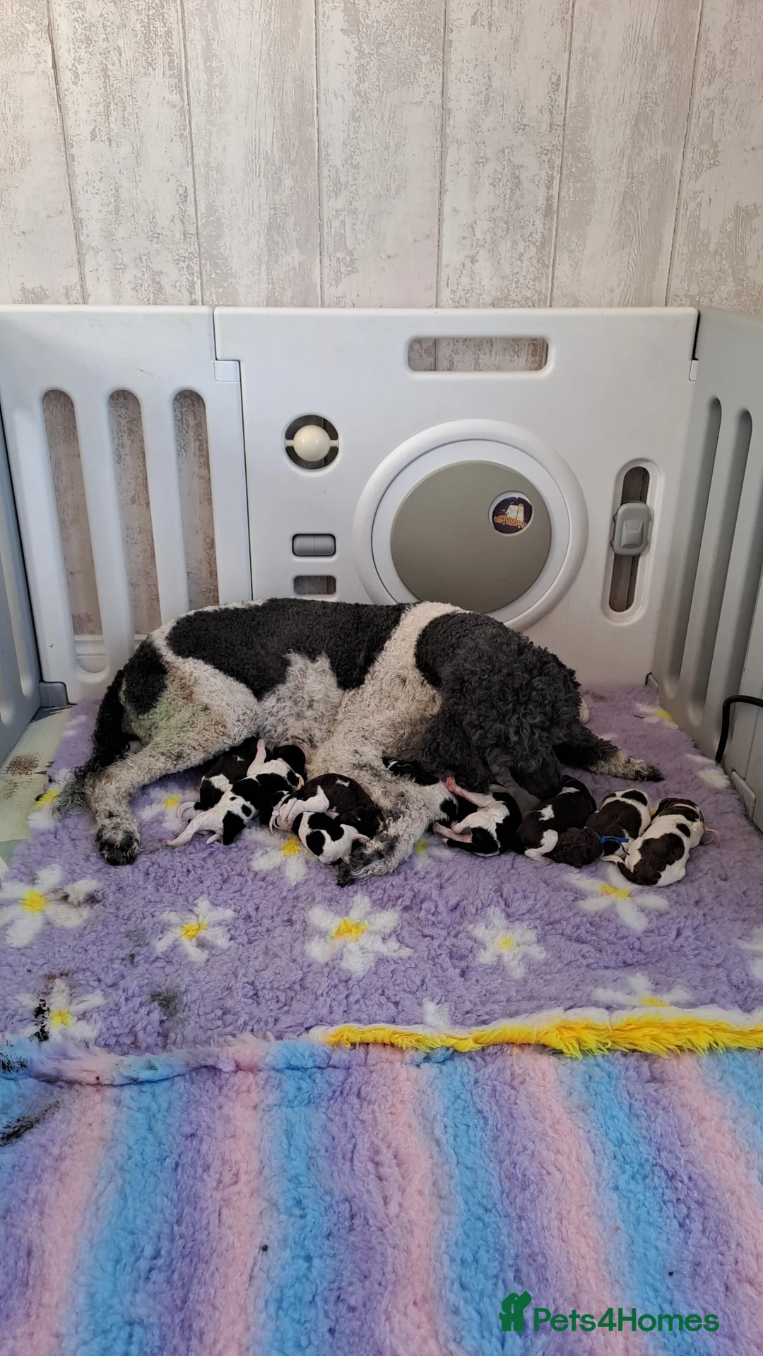 Standard Poodle dogs for sale: 1 Stunning brown parti girl  - Advert 15