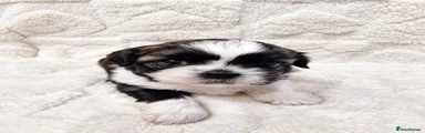 Shih Tzu 2