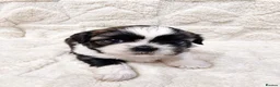 Shih Tzu dogs for sale:  Shih Tzu Puppies – 4 Available in Birmingham - Advert 4