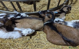 Goats livestock for sale: Adorable Pygmy Goats For Sale! - Image 2