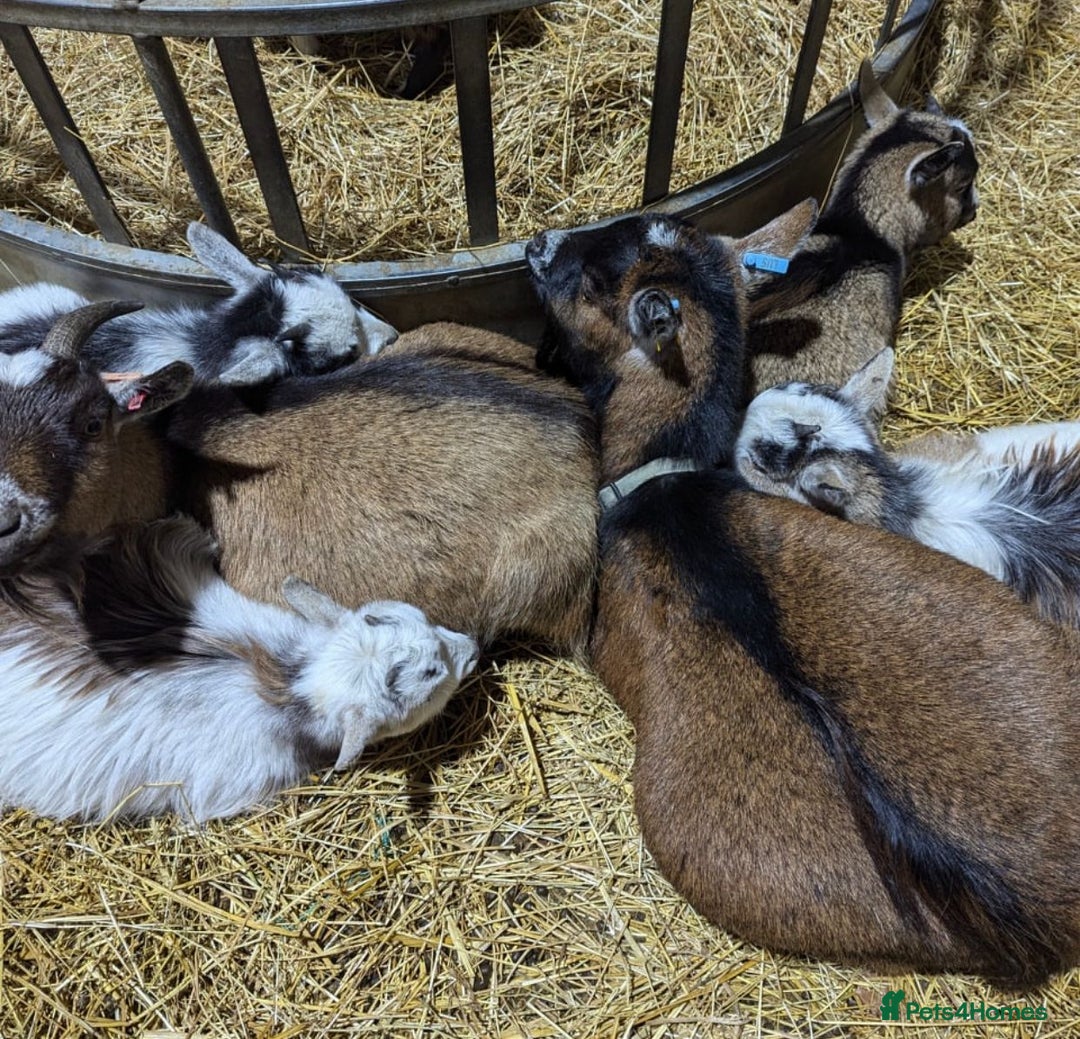 Goats livestock for sale: Adorable Pygmy Goats For Sale! - Image 2