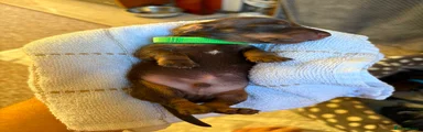 Miniature Dachshund 1