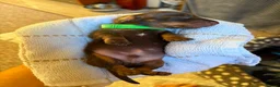 Miniature Dachshund dogs for sale: 6 chocolate and tan dachshunds  - Advert 13