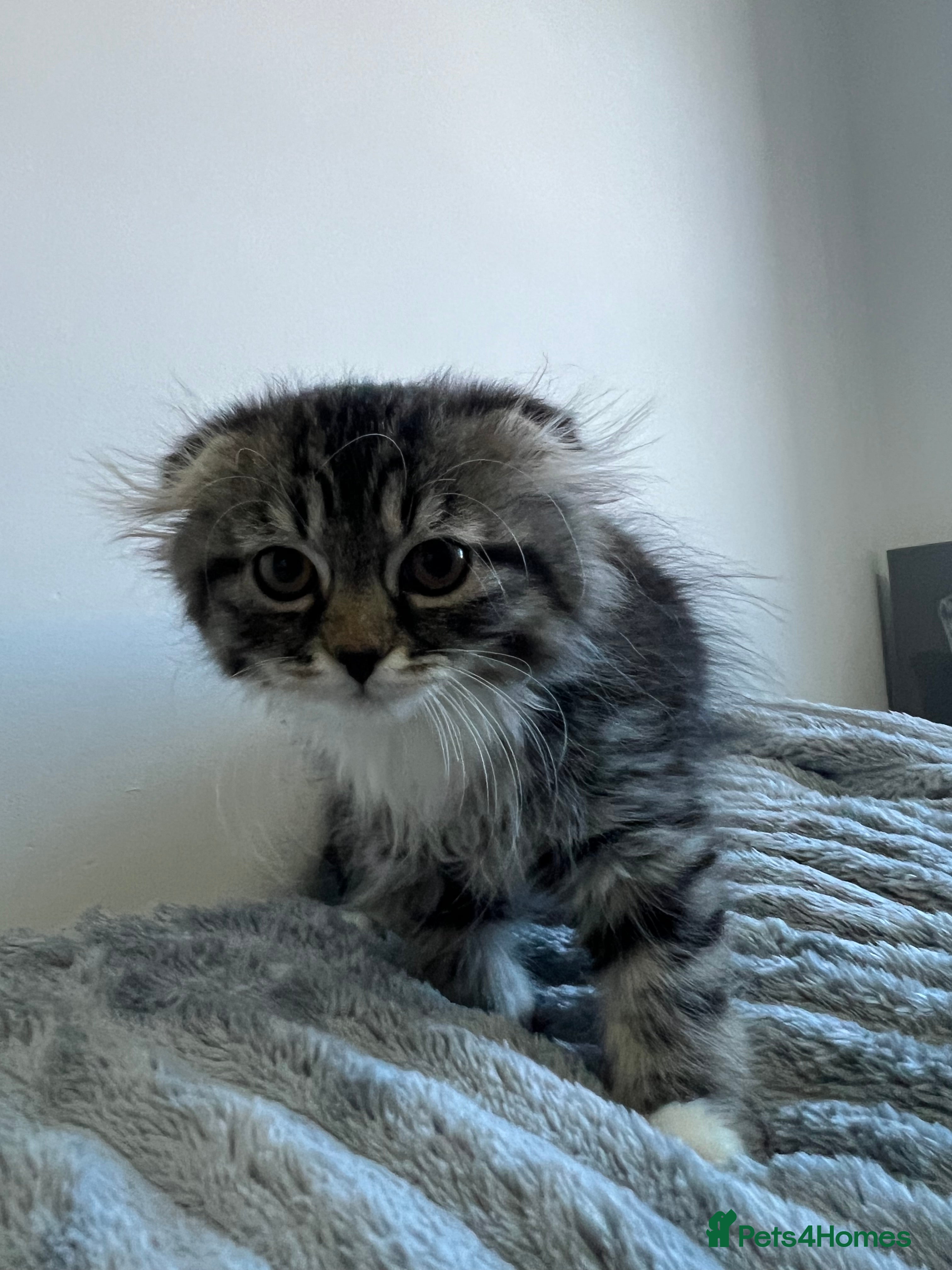 Scottish Fold cats Ragdoll Scottish fold kittens - Advert 16