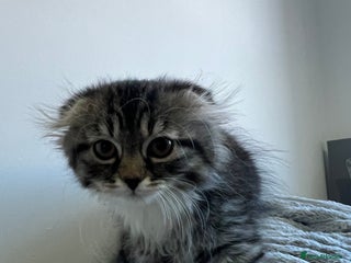 Scottish Fold cats Ragdoll Scottish fold kittens - Advert 2