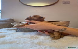 Cockapoo dogs for sale: 🐾 Adorable F2 Cockapoo Puppies! 🐾 - Image 6