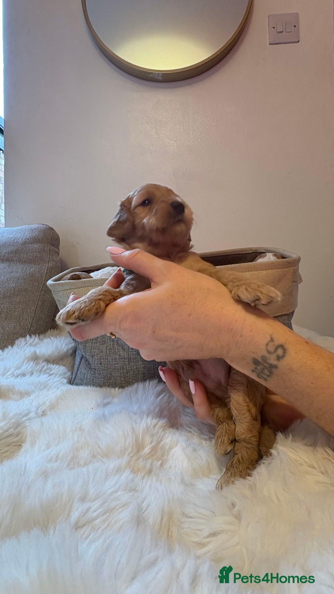 Cockapoo dogs for sale: 🐾 Adorable F2 Cockapoo Puppies! 🐾 - Image 6