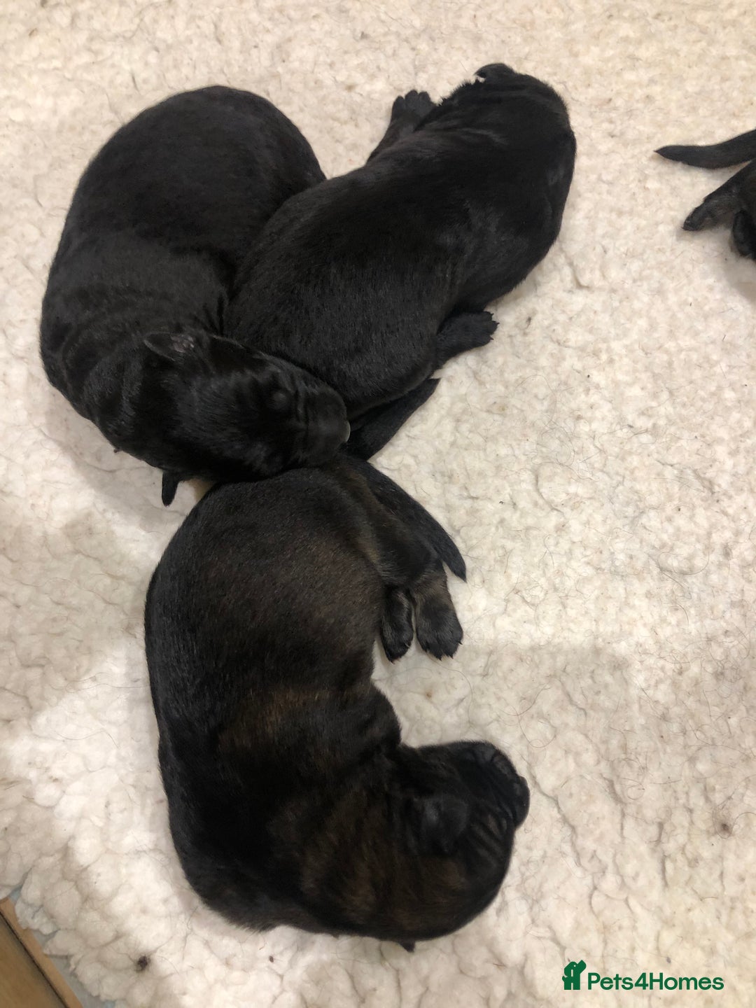 German Shepherd dogs for sale: KC HEALTH TEST LONG HAIRED GERMAN SHEPHERD PUPPIES - Advert 6