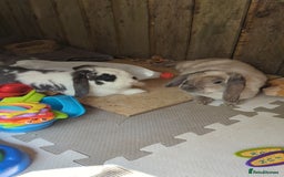 Mini Lop rabbits for sale: 2 x Female mini Lop rabbits MUST GO TOGETHER  - Image 2