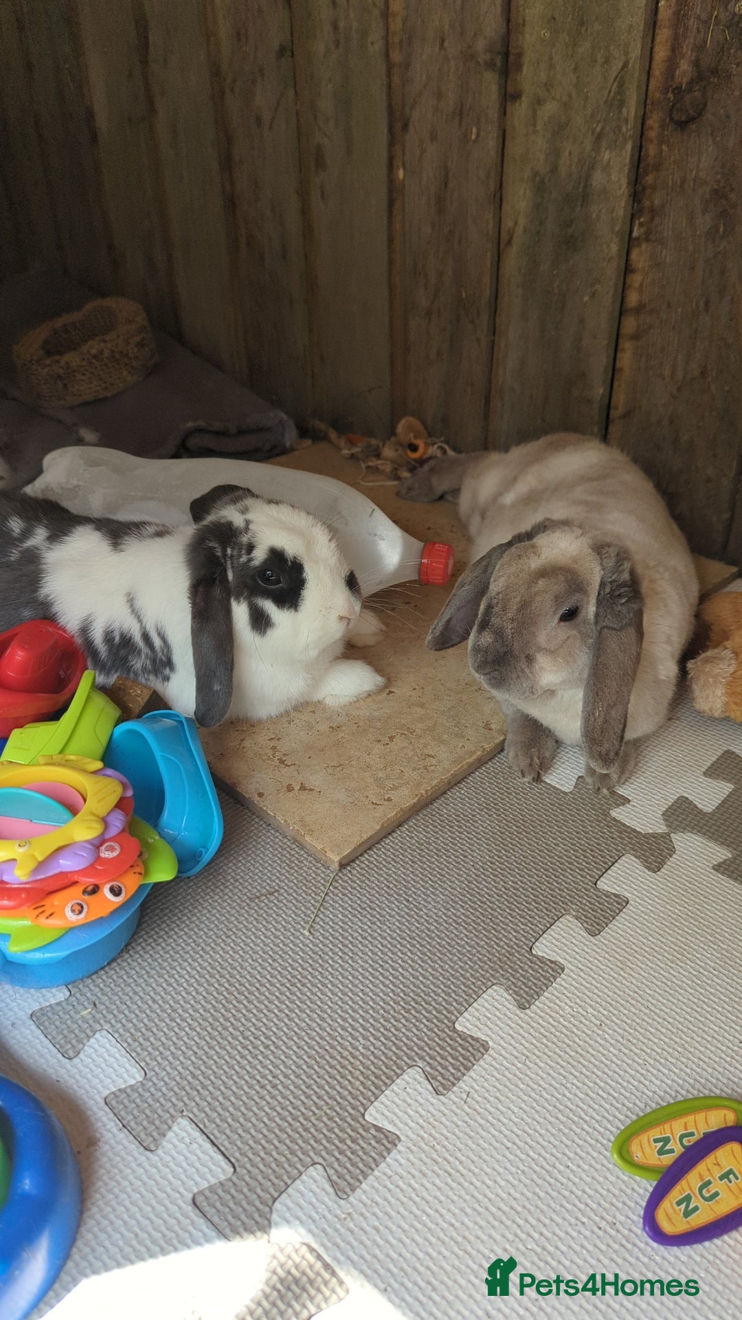Mini Lop rabbits for sale: 2 x Female mini Lop rabbits MUST GO TOGETHER  - Image 2