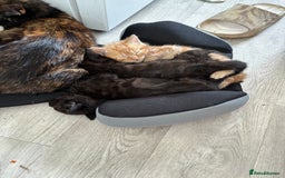 Domestic Shorthair cats for sale: Kittens - Image 8