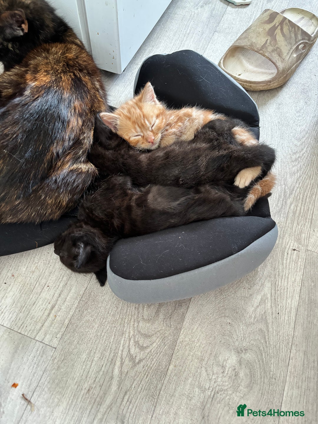 Domestic Shorthair cats for sale: Kittens - Image 8