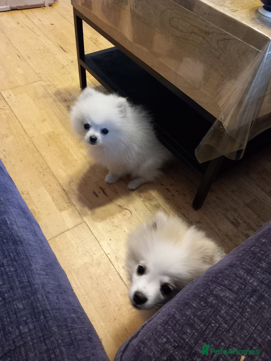 Pomeranian dogs for sale: Bautiful pomeranian puppies - Image 4