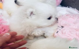 Pomeranian dogs for sale: Stunning Kc-reg boys 🌟🌟🌟🌟🌟 - Image 28