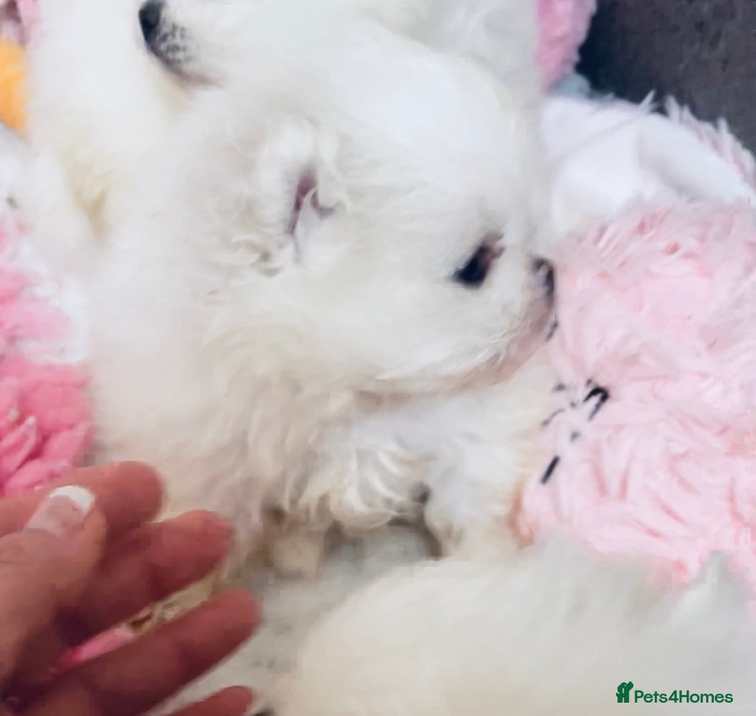 Pomeranian dogs for sale: Stunning Kc-reg boys 🌟🌟🌟🌟🌟 - Image 28