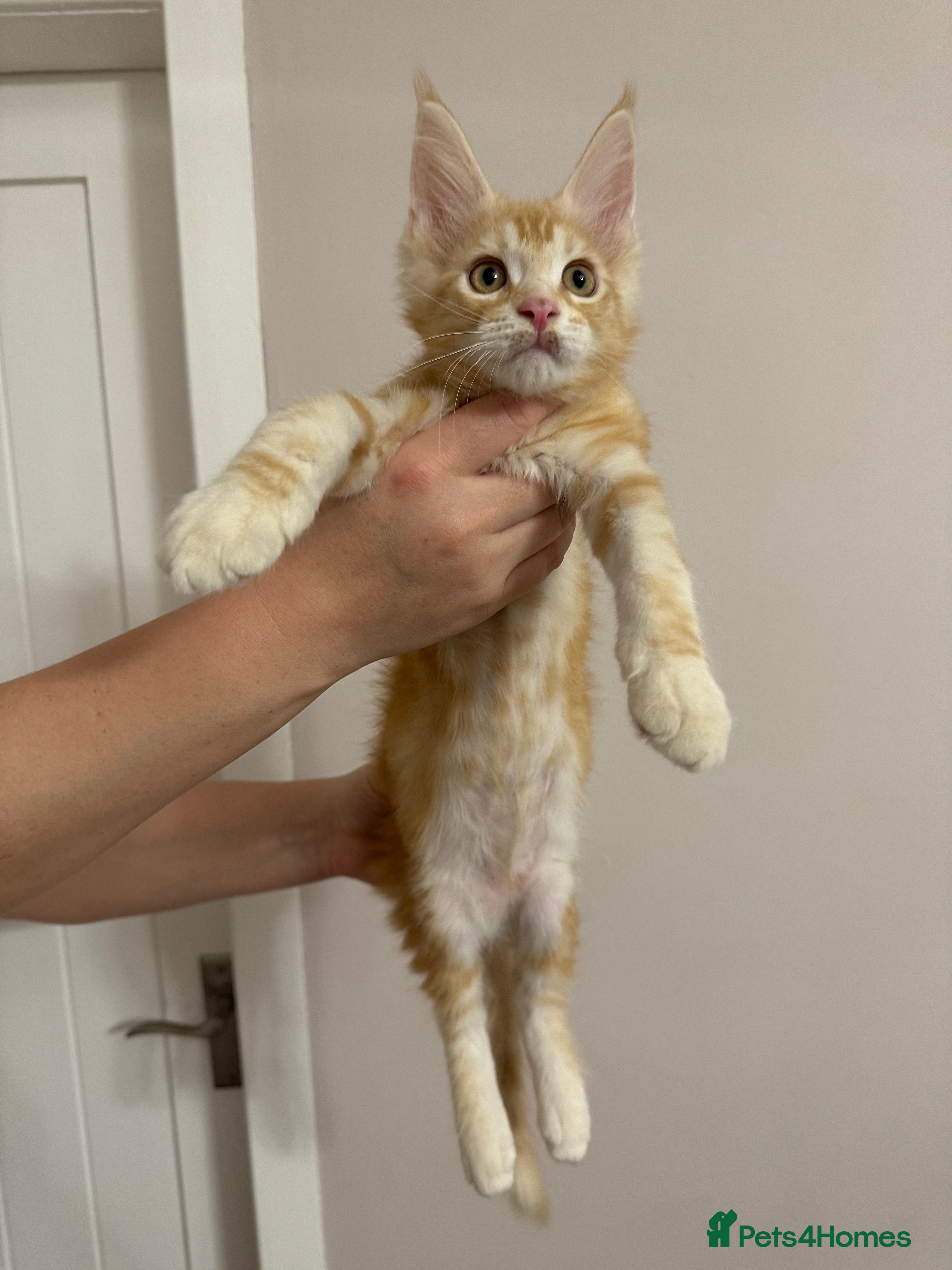 Maine Coon cats Maine Coon Kittens 🏆 20+ gen 🧬 Full Pedigree - Advert 14