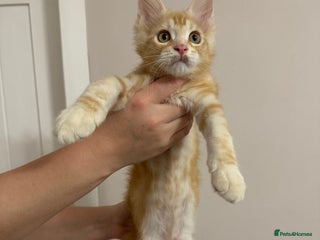 Maine Coon cats Maine Coon Kittens 🏆 20+ gen 🧬 Full Pedigree - Advert 14