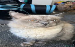 Ragdoll cats for sale: Two boys are looking for new home (Indoor only)  - Image 7