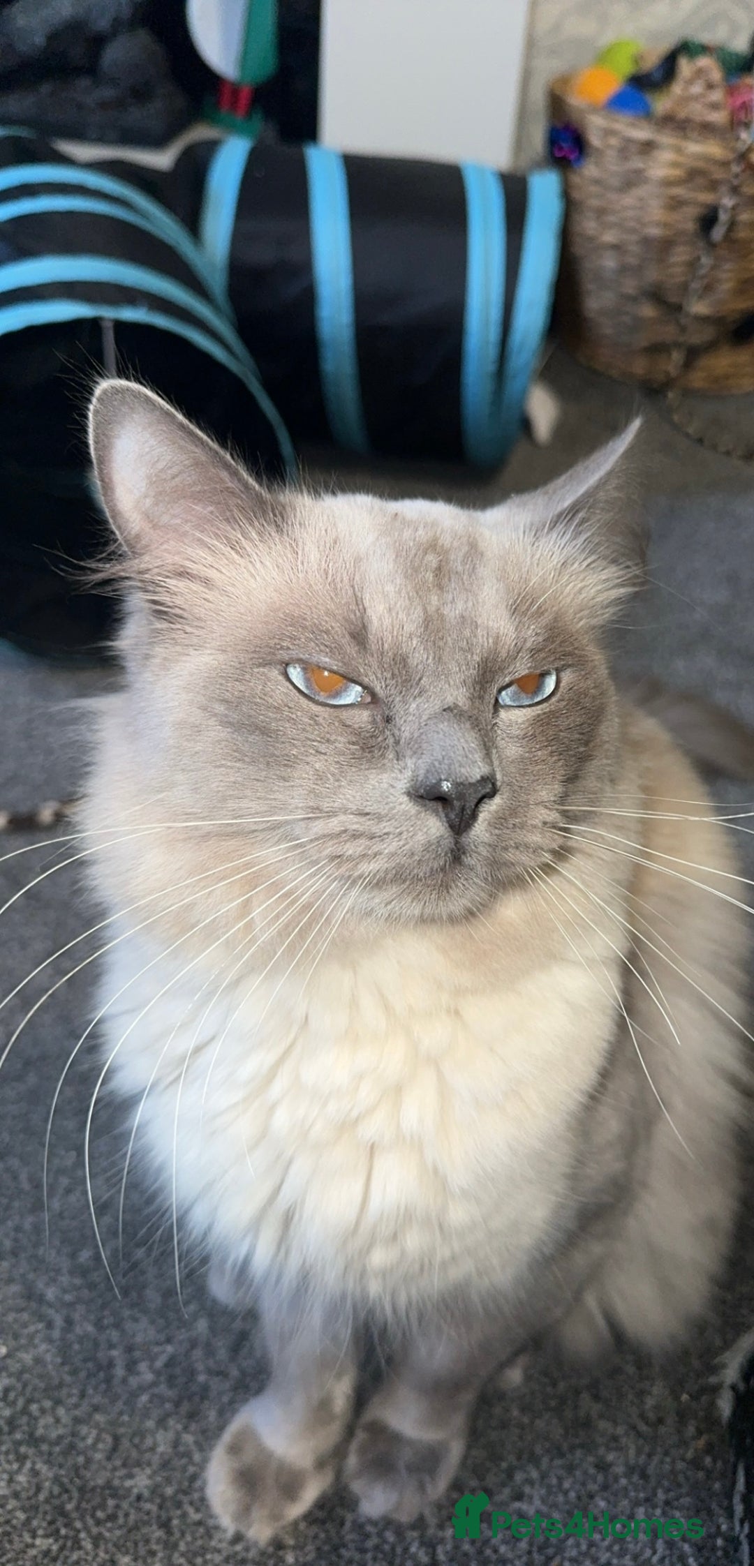 Ragdoll cats for sale: Two boys are looking for new home (Indoor only)  - Image 7