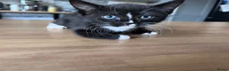 Mixed Breed cats for sale: Adorable Kittens Ready for Their New Hom - Advert 7