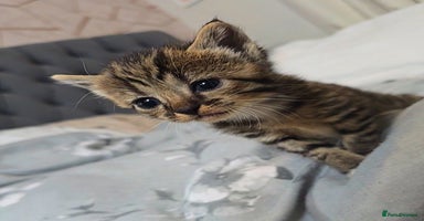 Savannah cats - Advert 14