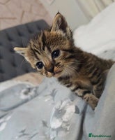 Savannah cats - Advert 2