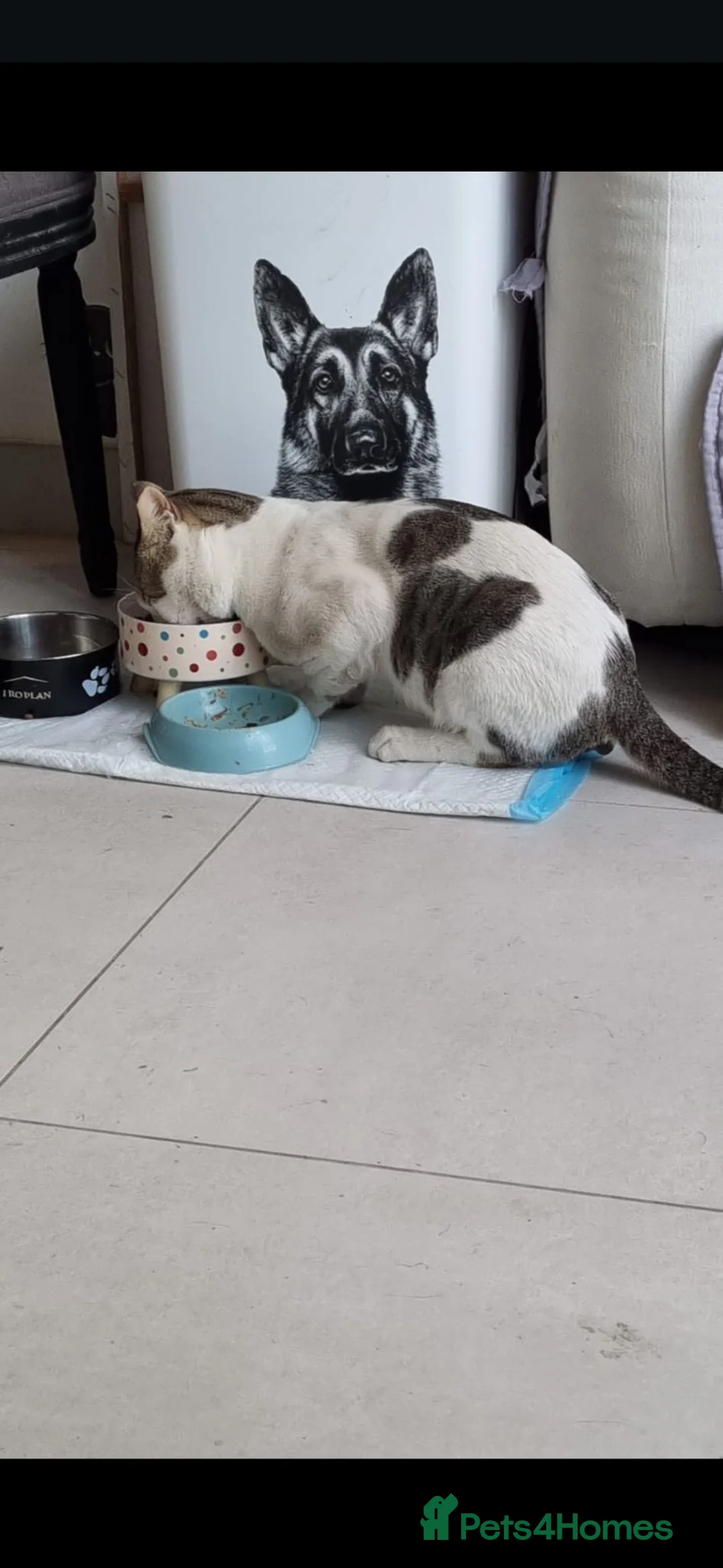 Arabian Mau cats for adoption: Harvey - Advert 2
