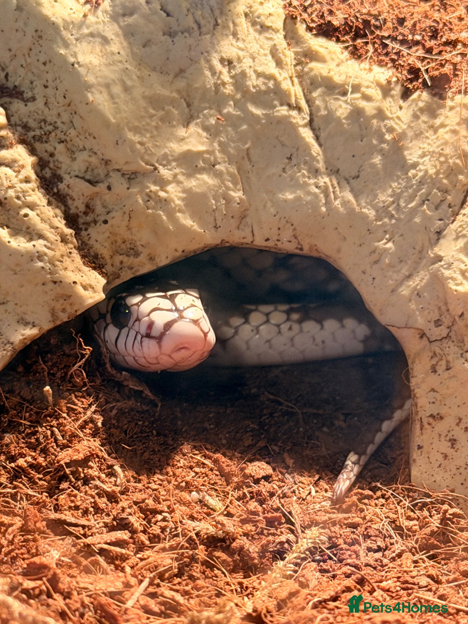 Corn Snake reptiles California King Snake  - Advert 23