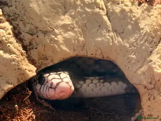 Corn Snake reptiles California King Snake - Advert 23