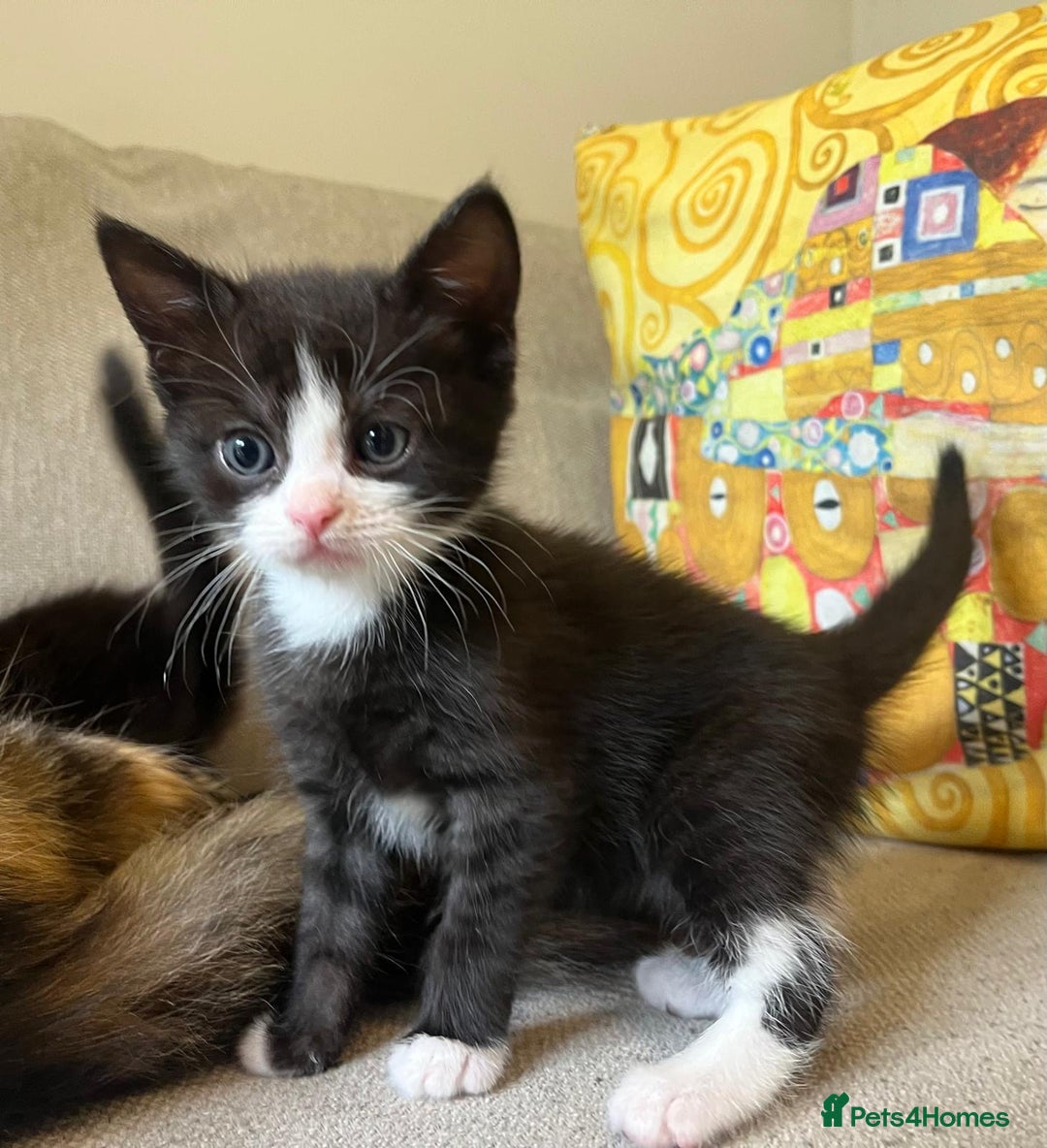 Mixed Breed cats for sale: 5 Beautiful fluffy kittens ready to be re-homed ❤️ - Image 13