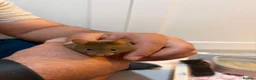 Hamster rodents for sale: Syrian Hamster Pups Babies Black Brown  - Advert 9