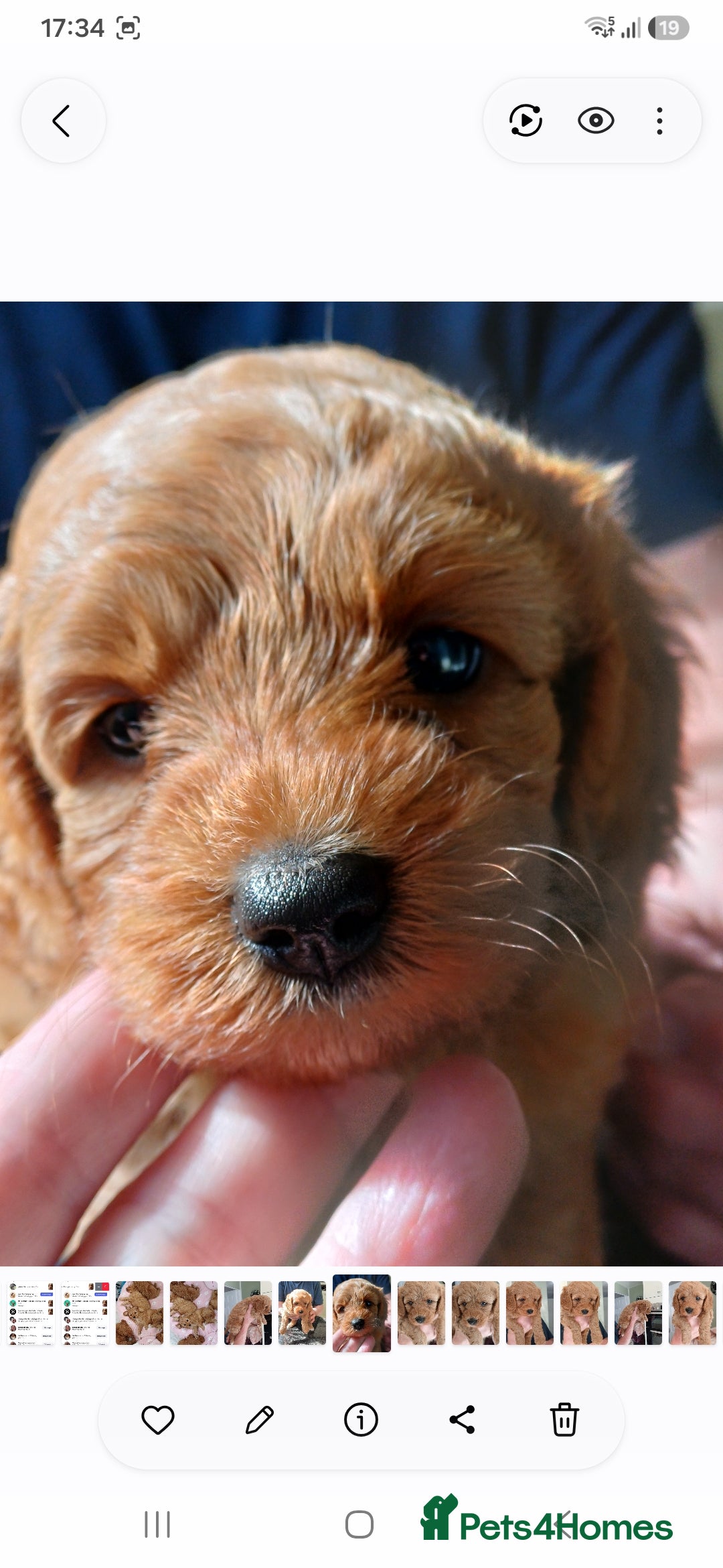 Cavapoo dogs HEALTH-TESTED CAVAPOOS. - Advert 2