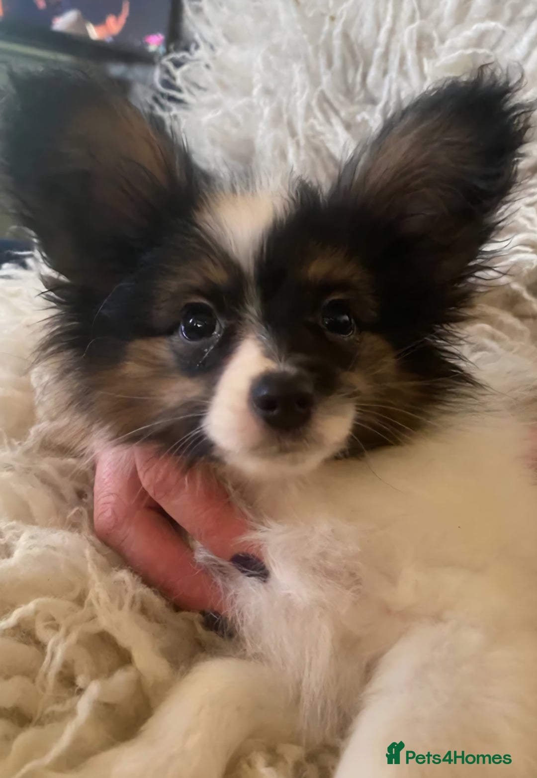 Papillon dogs for sale: Kennel Club registered Papillons - Advert 13