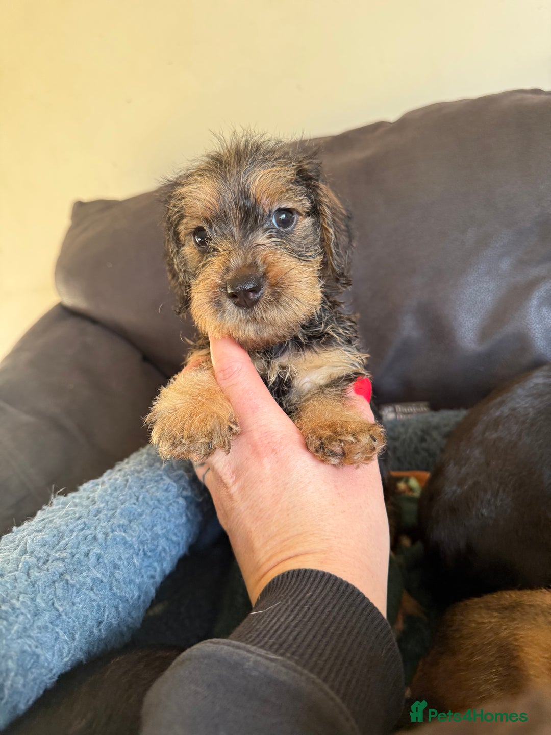 Dachshund dogs for sale: Wire haired dachshund puppies  - Advert 12