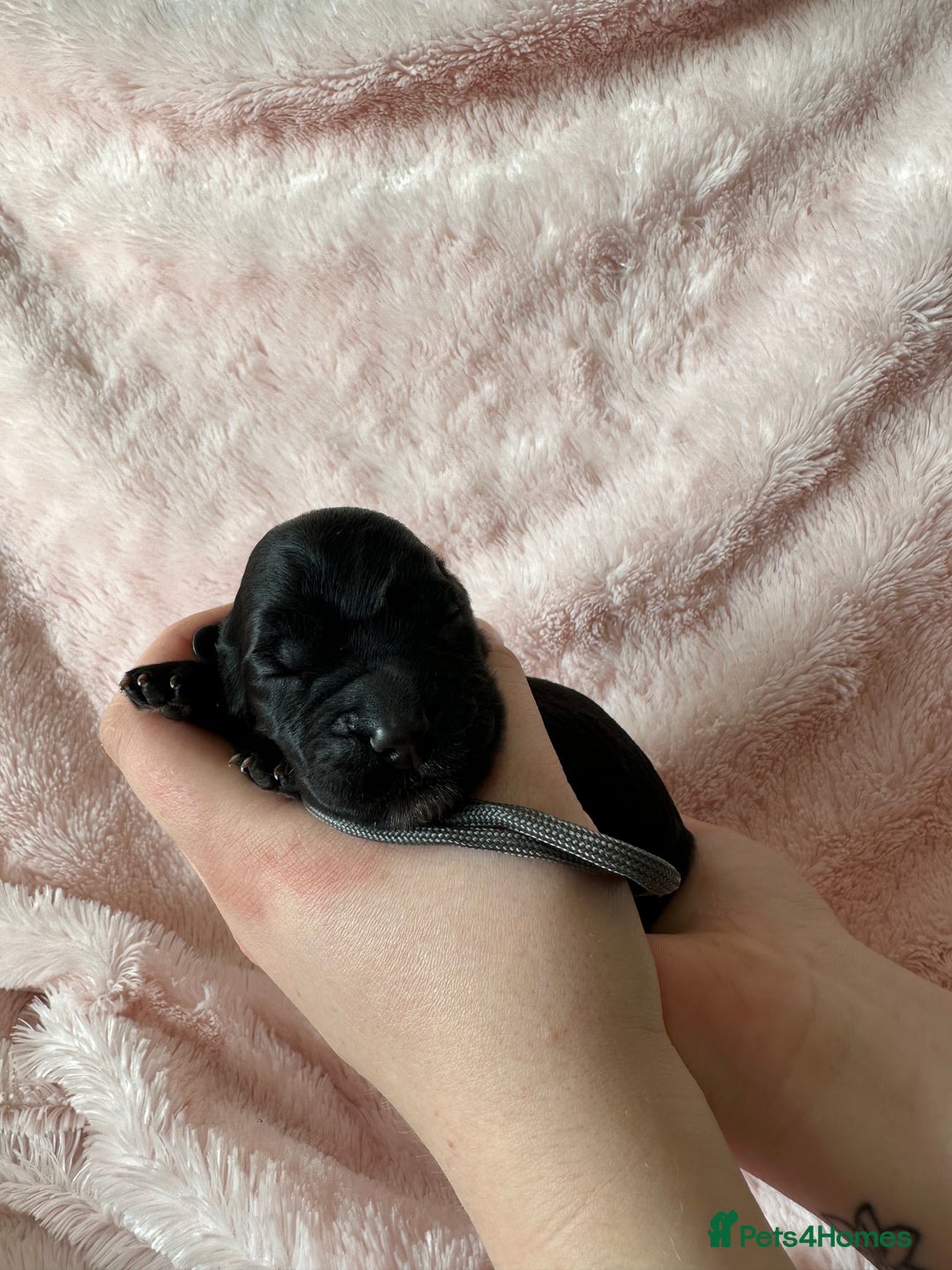 Cocker Spaniel dogs for sale: Cocker Spaniel Pups - Solid & Roan - Farlavale - Advert 6