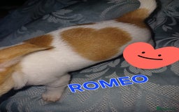 Chihuahua dogs for sale: Chihuahua pups stunning - Image 32