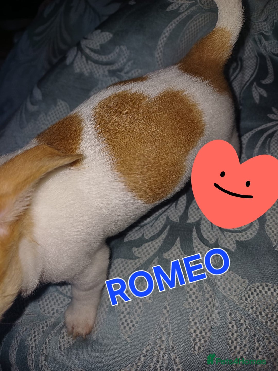 Chihuahua dogs for sale: Chihuahua pups stunning - Image 32