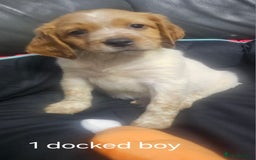 Brittany Spaniel dogs for sale: Brittany pups - Image 7